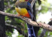 Luntur Jawa, Burung Cantik di Gunung Gede Pangrango yang Terancam Punah