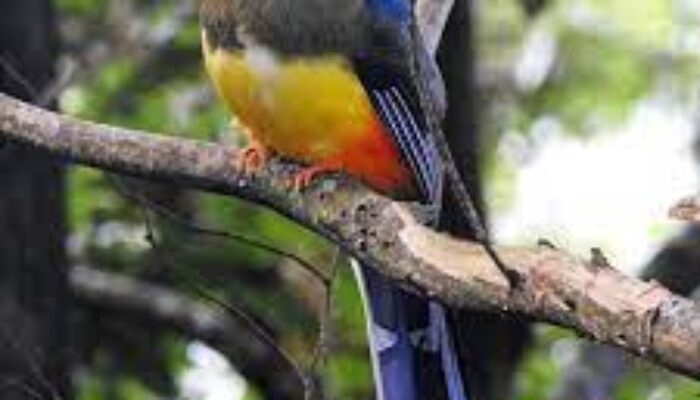 Luntur Jawa, Burung Cantik di Gunung Gede Pangrango yang Terancam Punah