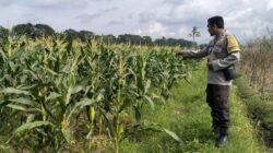 Bukan Sekadar Sambang, Polsek Labuapi Motivasi Petani Jadi Ujung Tombak Ketahanan Pangan Nasional