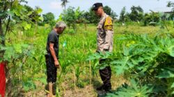 Bhabinkamtibmas Labuapi Masuk Persawahan, Beri Edukasi Pertanian Mandiri Demi Stabilitas Ekonomi Warga