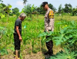 Bhabinkamtibmas Labuapi Masuk Persawahan, Beri Edukasi Pertanian Mandiri Demi Stabilitas Ekonomi Warga
