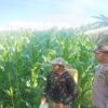 Bukan Sekadar Patroli, Cara Polsek Gerung Jaga Ketahanan Pangan di Desa Banyu Urip Tuai Pujian Warga
