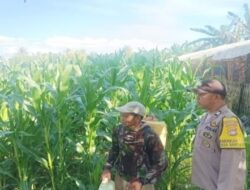 Bukan Sekadar Patroli, Cara Polsek Gerung Jaga Ketahanan Pangan di Desa Banyu Urip Tuai Pujian Warga