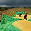 Sukseskan Program Asta Cita, Polsek Sekotong Dorong Petani Kedaro Jual Hasil Panen Langsung ke Bulog