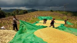 Sukseskan Program Asta Cita, Polsek Sekotong Dorong Petani Kedaro Jual Hasil Panen Langsung ke Bulog