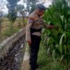Langkah Polsek Labuapi Mengawal Ketahanan Pangan Nasional