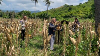 Kawal Ketahanan Pangan, Polisi Pantau Panen Jagung