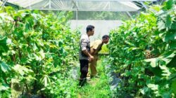 Kemandirian Pangan dari Desa: Aksi Nyata Bhabinkamtibmas Desa Bengkel Dampingi Warga Kelola Lahan