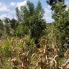 Dukung Swasembada Pangan, Polisi Pantau Panen Jagung