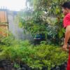 Strategi Polsek Labuapi Perkuat Ekonomi Warga Melalui Pemanfaatan Lahan Pekarangan Sebagai Sumber Pangan