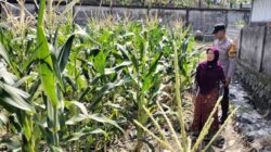 Ketahanan Pangan di Labuapi: Tidak Ada Lahan Tidur