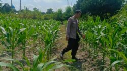 Bukan Sekadar Jaga Keamanan, Polisi di Perampuan Kini Turun ke Ladang Wujudkan Swasembada Pangan
