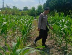 Bukan Sekadar Jaga Keamanan, Polisi di Perampuan Kini Turun ke Ladang Wujudkan Swasembada Pangan