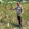 Bhabinkamtibmas Merembu Turun Langsung Pantau Budidaya Jagung