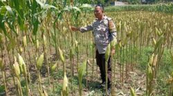 Bhabinkamtibmas Merembu Turun Langsung Pantau Budidaya Jagung