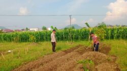 Sinergi Polsek Labuapi dan Petani Perkuat Stok Pangan