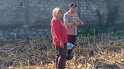 Kawal Ketahanan Pangan, Bhabinkamtibmas Labuapi Dorong Warga Manfaatkan Lahan Pascaproduksi