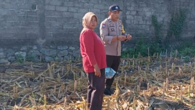 Kawal Ketahanan Pangan, Bhabinkamtibmas Labuapi Dorong Warga Manfaatkan Lahan Pascaproduksi