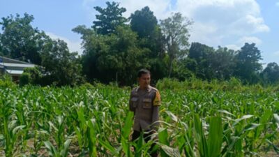Cara Polisi Lombok Barat Sukseskan Ketahanan Pangan