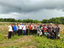 Kapolres Lombok Utara Hadiri Panen Raya Jagung Serentak, Dukung Swasembada Pangan Nasional