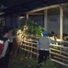 Antisipasi Pencurian Ternak Sapi, Polisi Sasar Kandang Kumpul