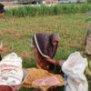 Polsek Labuapi Dukung Ketahanan Pangan di Karang Bongkot