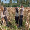 Polsek Sekotong Ajak Petani Jagung Alihkan Hasil Panen ke Bulog