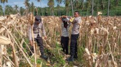 Polsek Sekotong Ajak Petani Jagung Alihkan Hasil Panen ke Bulog
