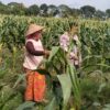 Strategi Polsek Labuapi Jamin Stok Pangan: Kawal Langsung Petani Jagung dari Lahan hingga Masa Panen Tiba