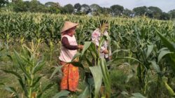 Strategi Polsek Labuapi Jamin Stok Pangan: Kawal Langsung Petani Jagung dari Lahan hingga Masa Panen Tiba
