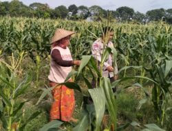 Strategi Polsek Labuapi Jamin Stok Pangan: Kawal Langsung Petani Jagung dari Lahan hingga Masa Panen Tiba