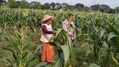 Strategi Polsek Labuapi Jamin Stok Pangan: Kawal Langsung Petani Jagung dari Lahan hingga Masa Panen Tiba