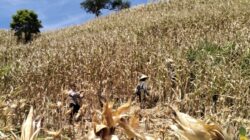 Sinergi Nyata di Lahan Kering: Polsek Sekotong Turun Tangan Kawal Panen Raya Jagung Milik Warga