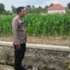 Langkah Nyata Polsek Labuapi Dorong Kemandirian Pangan Melalui Edukasi Agraris ke Warga