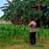 Dukung Ketahanan Pangan, Polsek Labuapi Gandeng Bulog Serap Jagung Warga