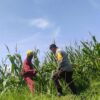 Polsek Labuapi Dorong Optimalisasi Lahan Jagung di Desa Kuranji Dalang