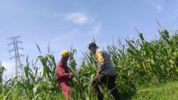 Lewat Pendampingan Pertanian, Polres Lombok Barat Pacu Produktivitas Pangan Desa