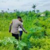 Polri Dampingi Petani Jagung di Bagik Polak Lombok Barat