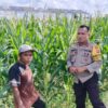 Polsek Labuapi Dorong Ketahanan Pangan Lewat Budidaya Jagung