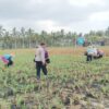 Dukung Ketahanan Pangan, Polsek Gerung Sambangi Petani Jagung