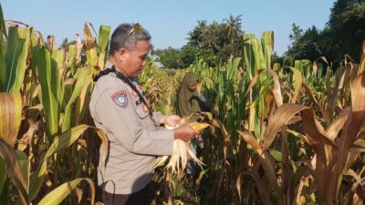 Dukung Swasembada Pangan, Polsek Batulayar Edukasi Warga Sandik