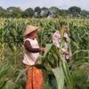 Sentuhan Humanis Polsek Labuapi di Sawah: Jaga Ketahanan Pangan Sekaligus Tangkal Hoaks