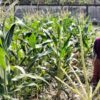 Dukung Ketahanan Pangan, Bhabinkamtibmas Labuapi Edukasi Tanam Kangkung