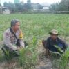 Bhabinkamtibmas Sandik Dorong Produktivitas Lahan Jagung Lombok Barat