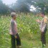 Bhabinkamtibmas Lombok Barat Dampingi Petani Jagung Bagik Polak