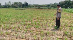 Dukung Astacita, Polsek Jatirogo Polres Tuban Pantau Langsung Lahan Jagung Warga Desa Paseyan