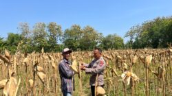 Anggota Polsek Bancar Polres Tuban Monitoring Tanaman Jagung Siap Panen