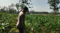 Polsek Singgahan Polres Tuban Turun Cek Tanaman jagung Warga di Desa Saringembat