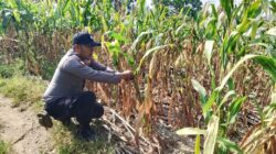 Polsek Soko Polres Tuban Polda Jawa Timur Bergerak! Dukung Penuh Swasembada Pangan Presiden Prabowo Melalui Pendampingan Petani
