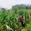 Sambangi Lahan Jagung Warga, Bhabinkamtibmas Desa Kembangbilo Dukung Program Ketahanan Pangan